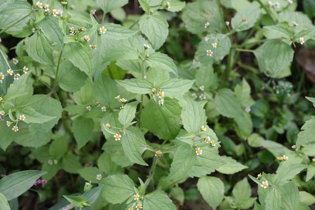 털별꽃아재비 자료사진. / 국립생물자원관