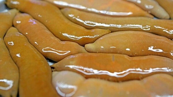 개불 자료 사진. &nbsp;Stock for you-shutterstock.com