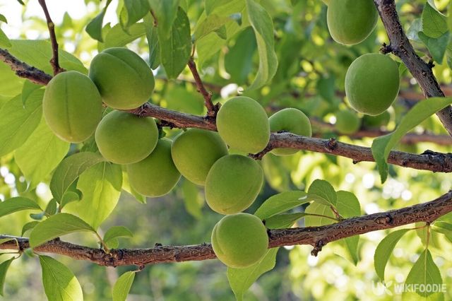 매실은 소화를 돕는 음식이다. / Stock for you-shutterstock.com