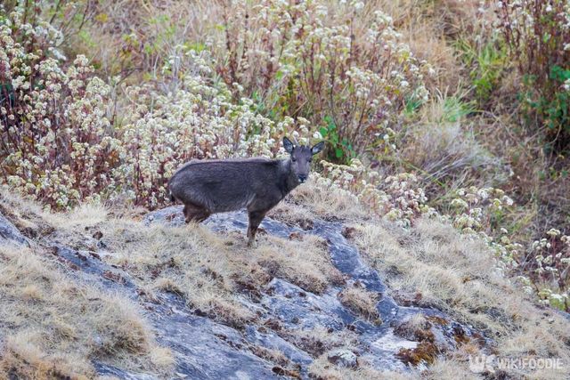 태국 치앙마이 인타논 국립공원의 숲에서 포착된 산양은 국제자연보전연맹(IUCN) 적색목록에 오른 희귀 동물이다. IUCN은 전 세계 생물의 멸종 위험을 평가하는 기관이며, 산양은 그중 ‘취약(Vulnerable)’ 등급에 해당한다. 개체 수가 줄고 있어 멸종 위험이 높아지고 있는 상태라는 뜻이다. 산악지대에 서식하며, '고랄(goral)'로도 불리는 이 산양은 태국, 한국, 중국 등 일부 지역에서만 드물게 발견된다. / kajornyot wildlife photography-shutterstock.com