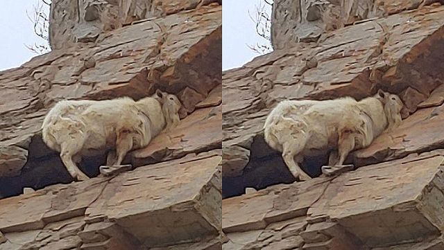 지난 2019년 4월 인천 연평도 안목 섬 절벽에 고립된 멸종위기동물 산양. / 인천 중부소방서 제공