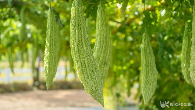 울퉁불퉁한 외형과 쌉싸름한 맛을 지닌 채소 '여주'. / YuRi Photolife-shutterstock.com