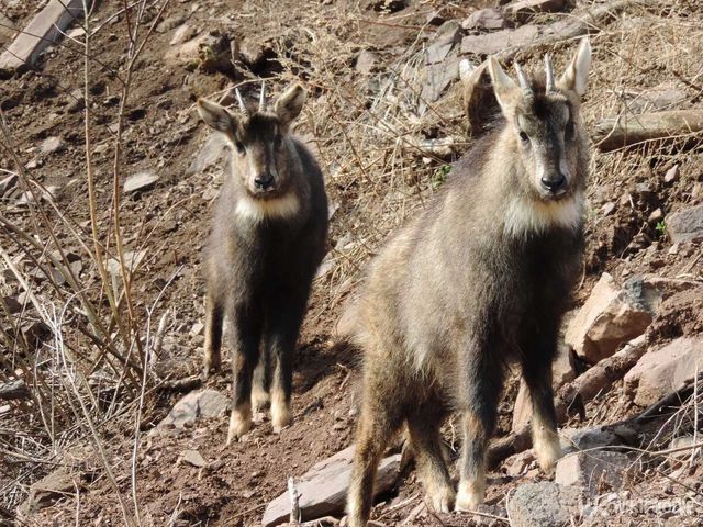 산양 자료사진. / Marinecat268-shutterstock.com