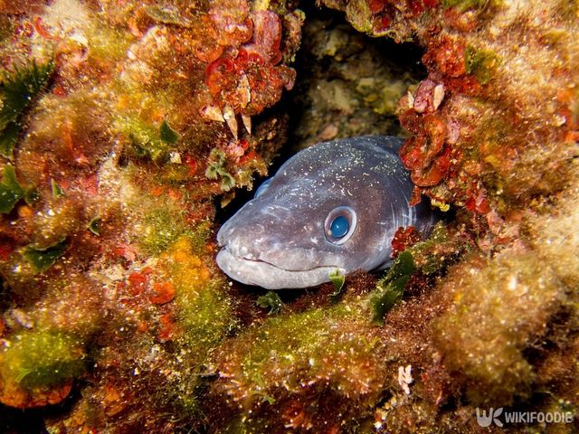 붕장어는 뱀장어목이지만 뱀장어와 달리 바다에서만 서식하는 생선이다. / QArts-shutterstock.com