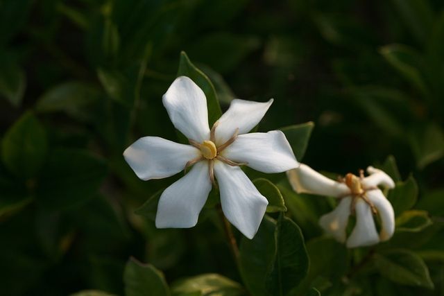 치자나무 자료사진. / 국립생물자원관
