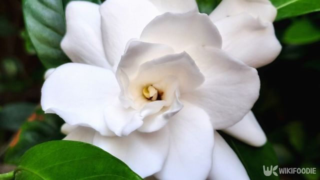 치자나무의 변종 중 하나인 '꽃치자'. / Anindya Shinta-shutterstock.com