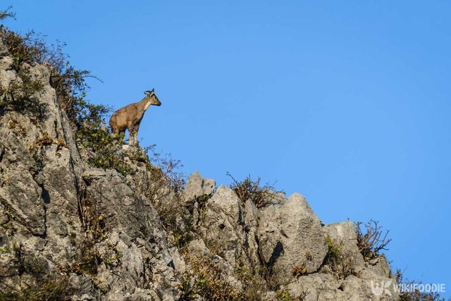 산양 자료사진. / Ake13bk-shutterstock.com