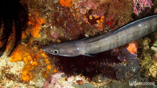 뱀장어목 붕장어과에 속하는 바닷물고기 '붕장어'. / Gerald Robert Fischer-shutterstock.com