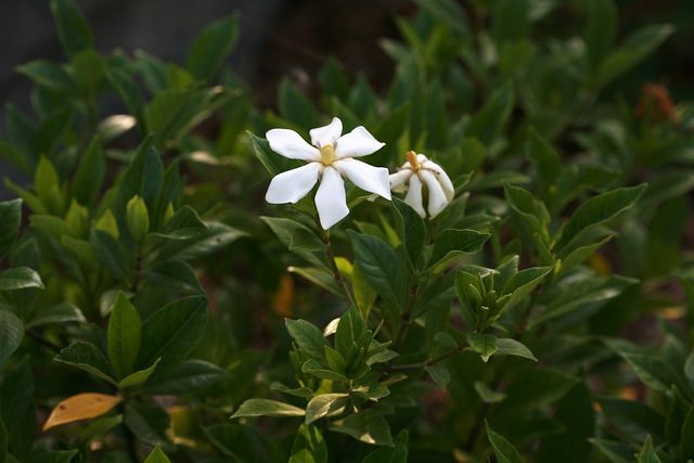 치자나무 자료사진. / 국립생물자원관