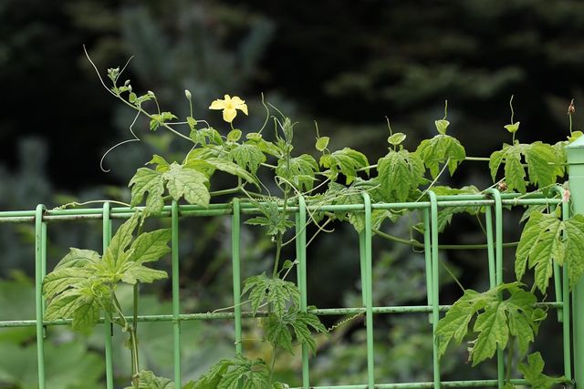 여주 자료사진. / 국립생물자원관