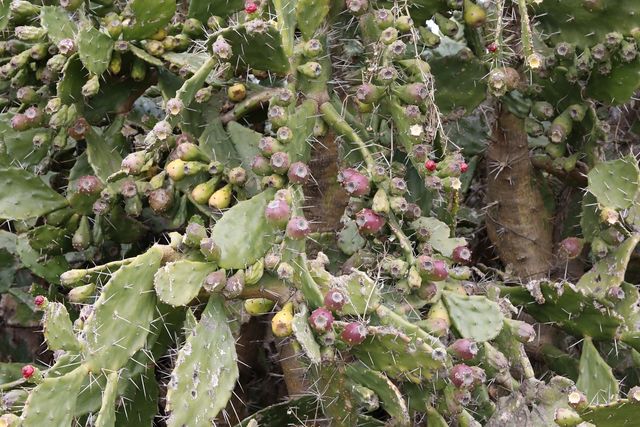 백년초 자료사진. / 국립생물자원관