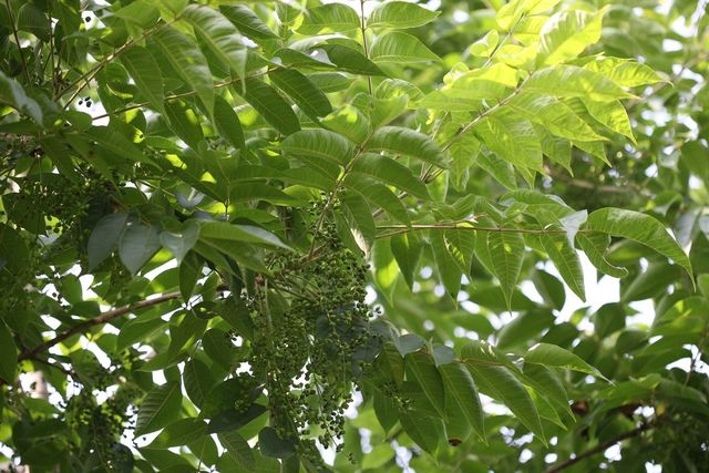 옻나무 자료사진. / 국립생물자원관