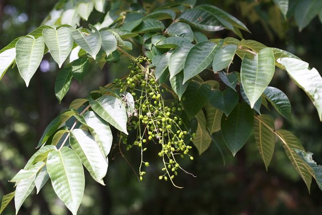 옻나무 자료사진. / 국립생물자원관