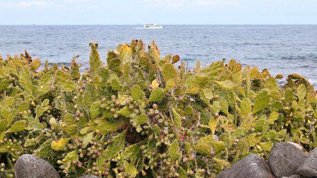 백년초 자료사진. / 국립생물자원관