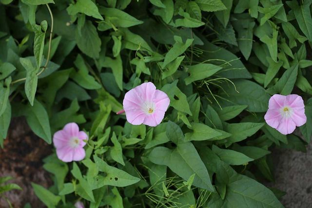 메꽃 자료사진. / 국립생물자원관