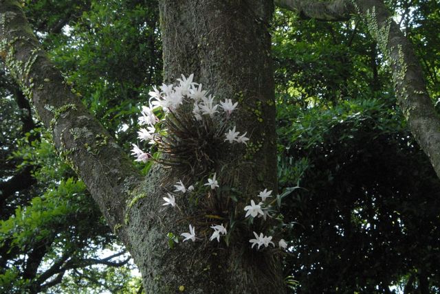 석곡이 흰색 꽃을 핀 모습. / 국립생물자원관 제공