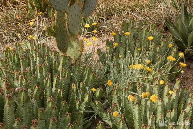 백각기린으로 알려진 식물. / Bloodberry-shutterstock.com