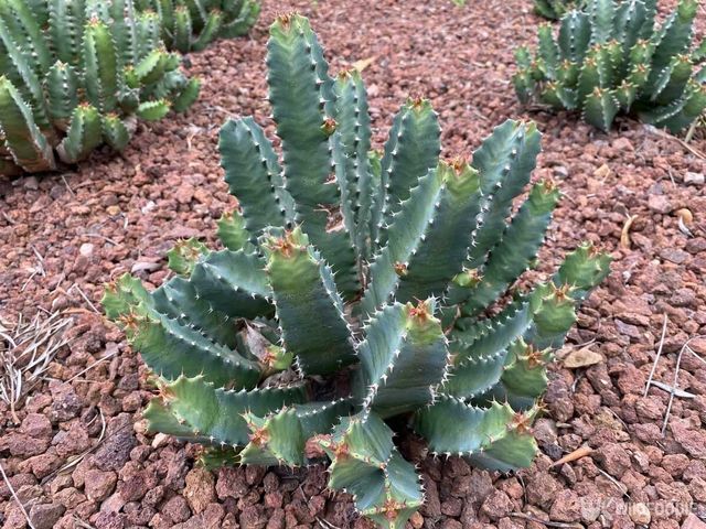 백각기린으로 알려진 식물. / Cmspic-shutterstock.com