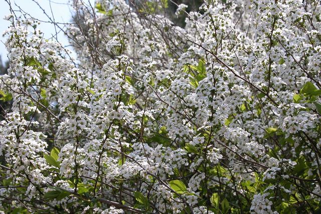 조팝나무 자료사진. / 국립생물자원관