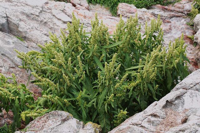 소라쟁이 자료사진. / 국립생물자원관