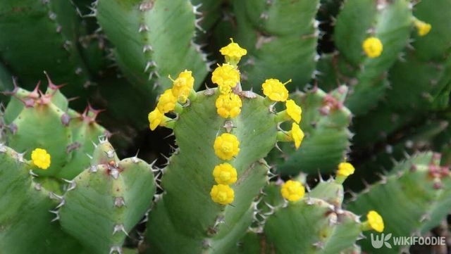 백각기린으로 알려진 식물. / simona pavan-shutterstock.com