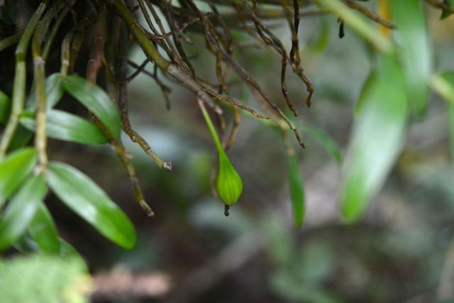 석곡 자료 사진. / 국립생물자원관 제공