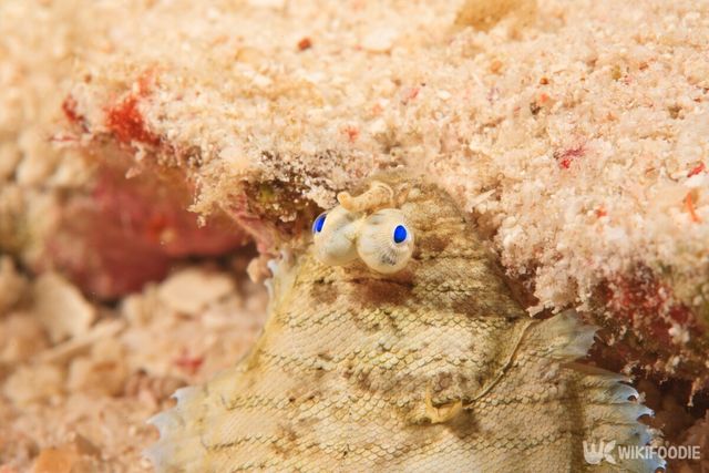 모래 사이에 숨은 강도다리. / Danita Delimont-shutterstock.com