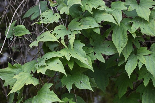 단풍마. / 국립생물자원관