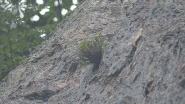 바위에 붙어 있는 석곡. / 국립생물자원관 제공