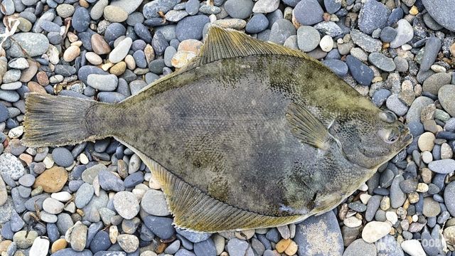 강에서도 살 수 있는 특이한 가자미 '강도다리'. / Konstantin Baidin-shutterstock.com