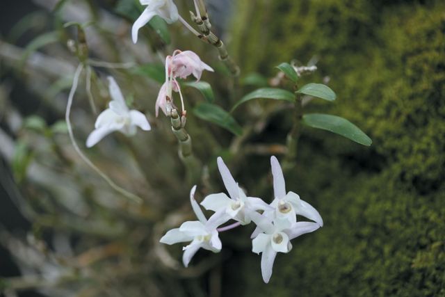 석곡이 꽃을 핀 모습. / 국립생물자원관 제공