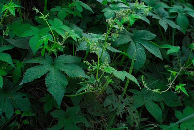 환삼덩굴 자료사진. / 국립생물자원관