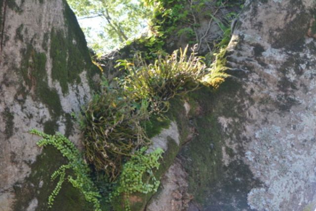 석곡 자료 사진. / 국립생물자원관 제공