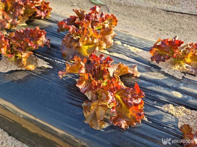 상추 자료사진. / Binimin-shutterstock.com