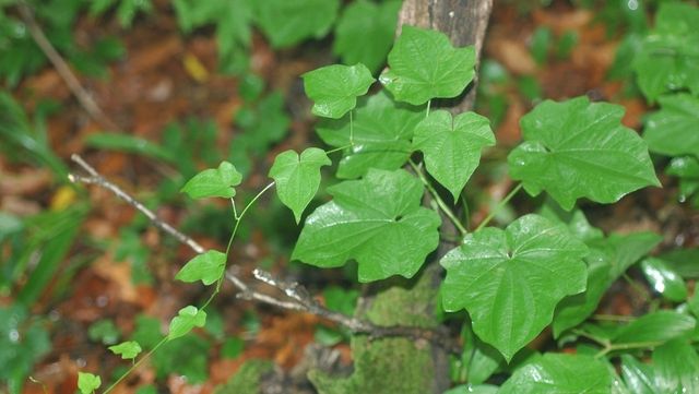 단풍마. / 국립생물자원관