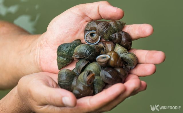 논우렁이 자료 사진. / Mumemories-shutterstock