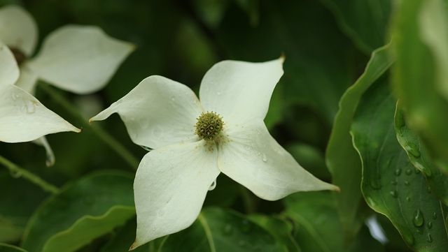 산딸나무 자료사진. / 국립생물자원관