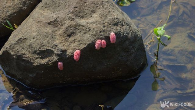 왕우렁이 알 자료 사진. / Ek Ing-shutterstock