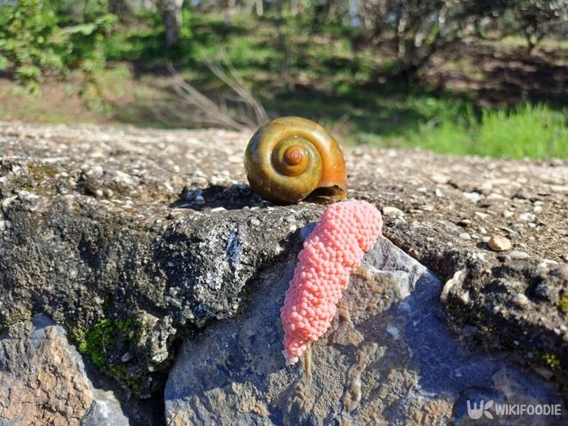 왕우렁이와 알 자료 사진. / Lajun-shutterstock