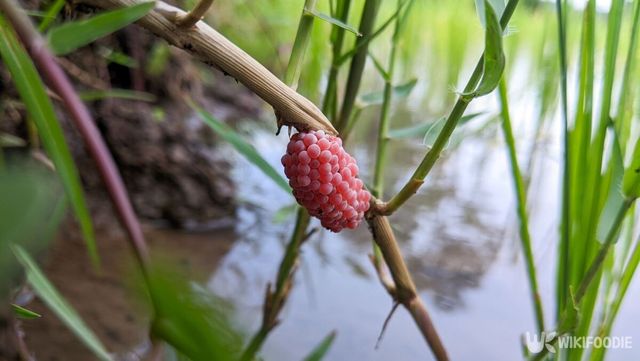 왕우렁이 알 자료 사진. / Fajar Arifiyanto-shutterstock