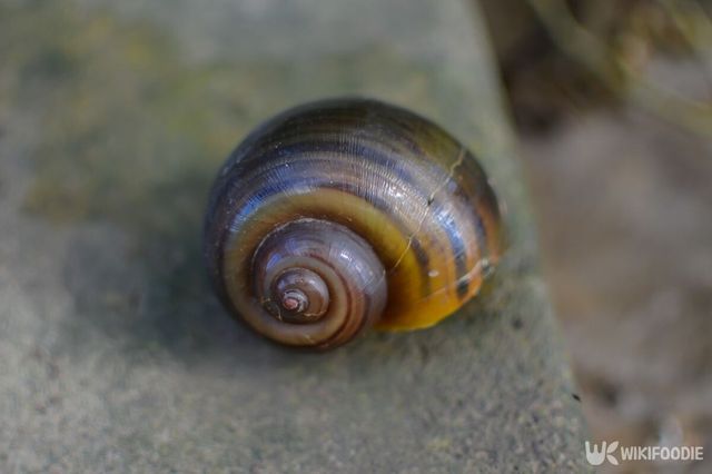 왕우렁이 자료 사진. / Seksak Wannakree-shutterstock