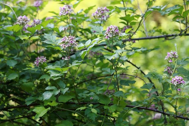 복분자 꽃 자료사진. / 국립생물자원관