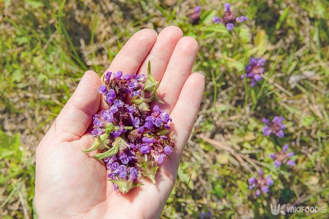 꿀풀 자료사진. / FotoHelin-shutterstock.com