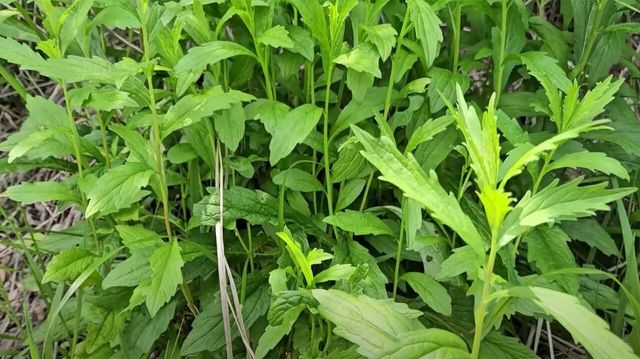 쑥부쟁이 / '텃밭친구' 유튜브