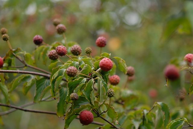 산딸나무 열매 자료사진. / 국립생물자원관