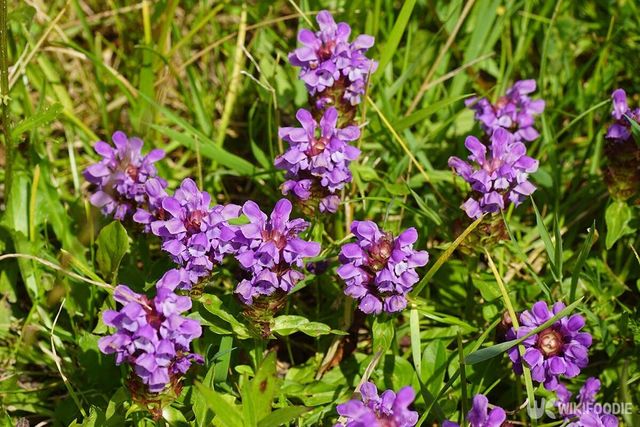 꿀풀 자료사진. / Thijs de Graaf-shutterstock.com