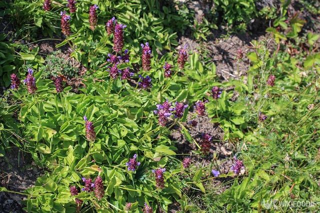 꿀풀 자료사진. / IvanaStevanoski-shutterstock.com