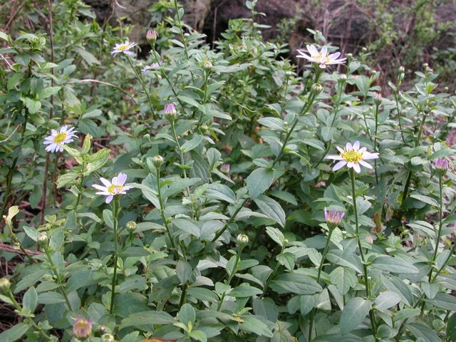 쑥부쟁이 / 국립생물자원관