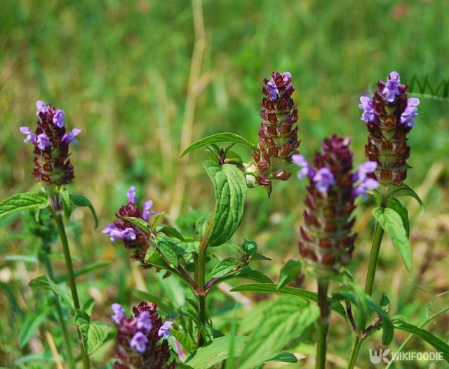 꿀풀 자료사진. / ArtKio-shutterstock.com