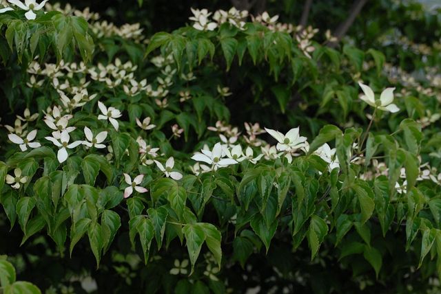 산딸나무 자료사진. / 국립생물자원관